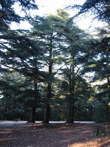 Zum Bild in Originalgr��e hier klicken...