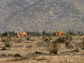 Guanacos